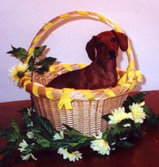 nancy in a yellow basket
